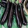 aubergines