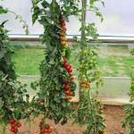 Grafted tomatoes