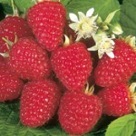 Raspberrys