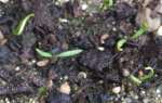 Two leaf seedling stage of carrot