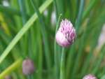Chive flower just opening