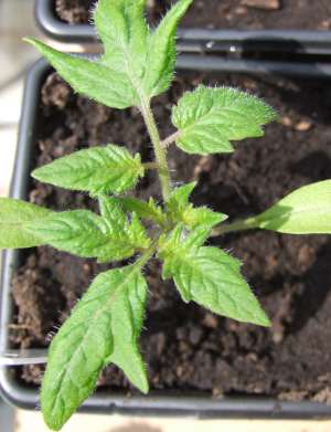 Tomato seedling