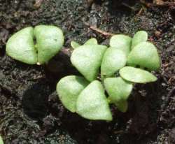 tiny basil seedlings