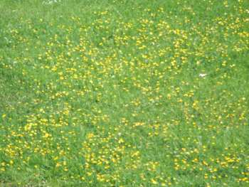 Masses of buttercups in grass