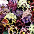 Graden ready plug plants - the pansy can can