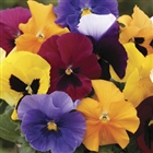 Pansy grand fragrance