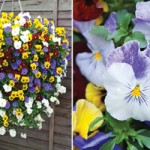 CASCADING PANSY 'BALCONITA' - ONLY £1