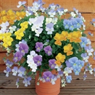 Trailing pansy