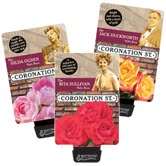 Coronation Street Roses