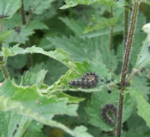 nettles Nettles good for your garden