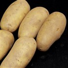 charlotte potatoes
