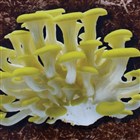 Grow Yellow Oyster mushroom