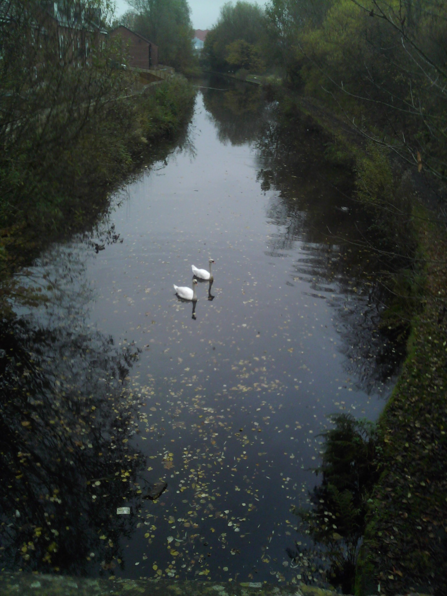 Swans on the Rochdale Canal