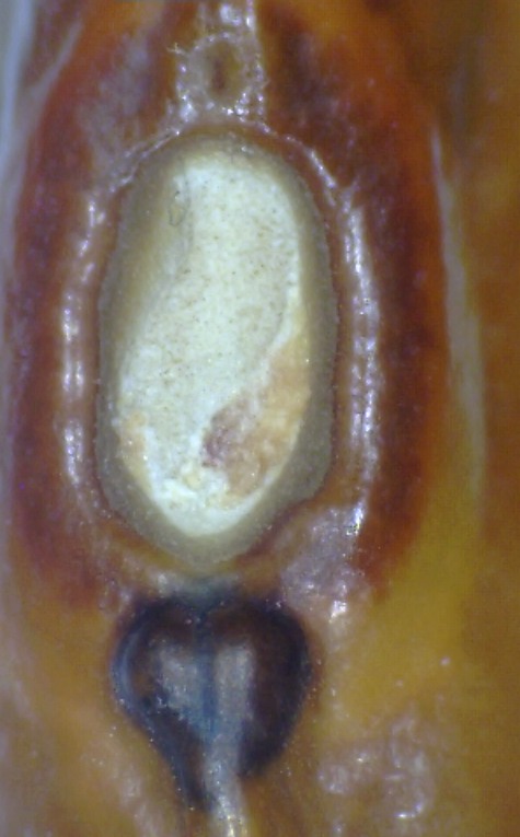 Parts of a seed