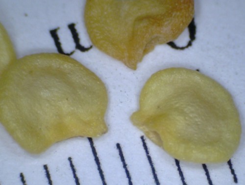 Pepper seeds