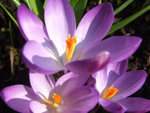 crocus flowers