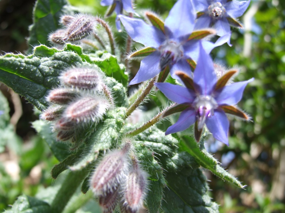 Borage flower