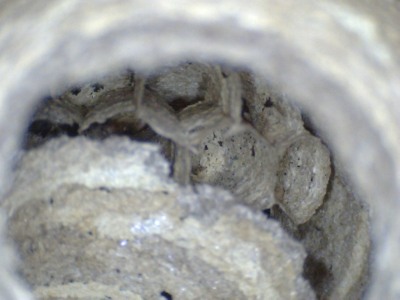 Wasps nest