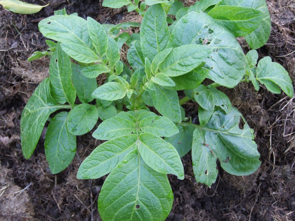 Potatoes with grass mulch