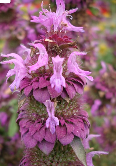 Bee balm