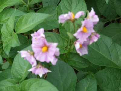 potato flowers