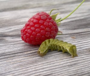 Raspberry Caterpillar