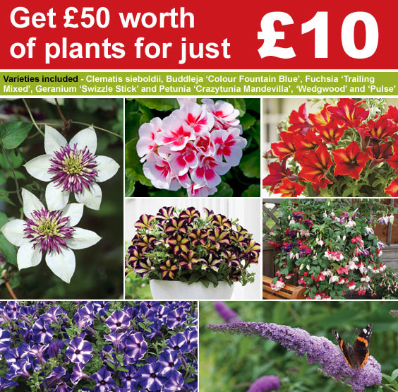 £50 of plants for just £10