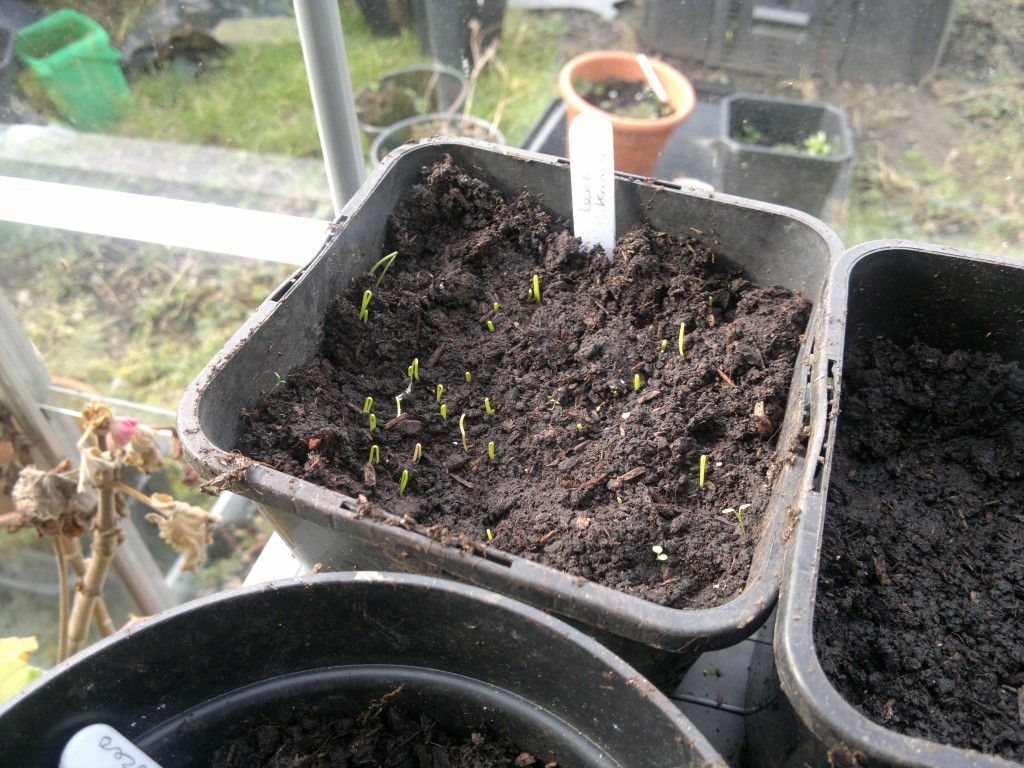 leek seeds coming through