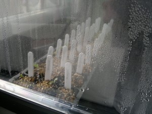 Seeds in propagator