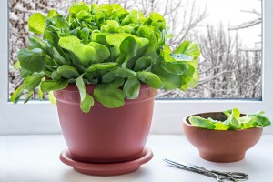 growing lettuce on a window sill