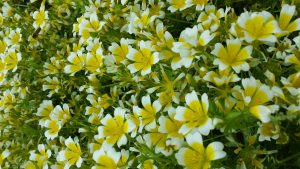 poached egg plant
