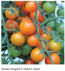 Sungold tomato seeds