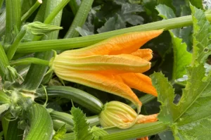 courgettes